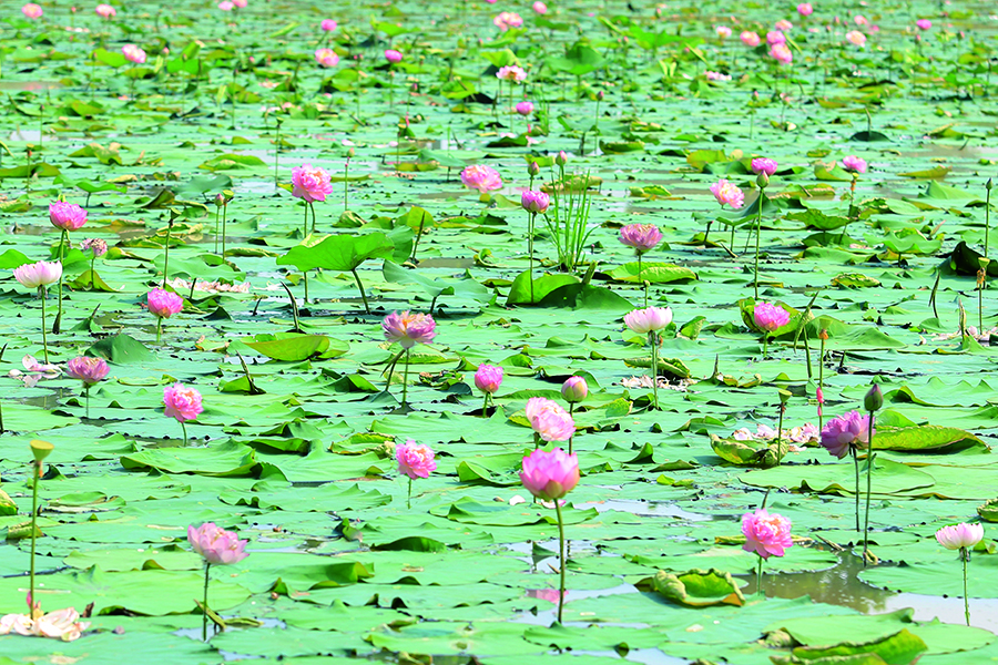 1750230607232078861.jpg 报纸8.jpg